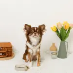 バイカラーハーネス＋リードSET【名入れ刺繍対応】 - Image 2