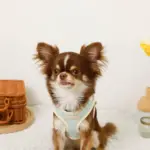 バイカラーハーネス＋リードSET【名入れ刺繍対応】 - Image 9