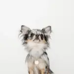 サークルチャームチェーンネックレス【名入れ彫刻対応】 - Image 2