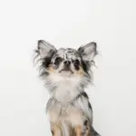 サークルチャームチェーンネックレス【名入れ彫刻対応】 - Image 3