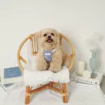 冷感シェルヒトデ柄ハーネス+リードSET【名入れ刺繍対応】 - Image 7