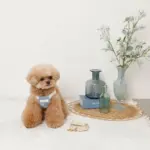 冷感シェルヒトデ柄ハーネス+リードSET【名入れ刺繍対応】 - Image 10