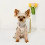 レモン柄刺繍ハーネス+リードSET【名入れ刺繍対応】 - Image 3