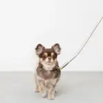 バイカラーレザーリード - Image 4