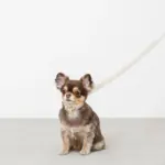 シュリンクレザーコットンライクリード - Image 4