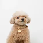 ボーンチャームレザーカラー【名入れ彫刻対応】 - Image 3