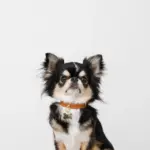 ボーンチャームレザーカラー【名入れ彫刻対応】 - Image 8