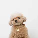 ボーンチャームレザーカラー【名入れ彫刻対応】 - Image 9