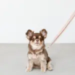 2wayコットンライクリード【名入れ刺繍対応】 - Image 2