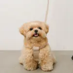 ソフトラバーハーネス+リードSET - Image 4