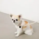 ソフトラバーカラー＋リードSET【名入れ彫刻対応】 - Image 3