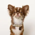 ソフトラバーカラー＋リードSET【名入れ彫刻対応】 - Image 9