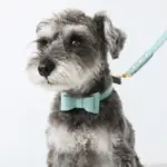 オーストレザーリボンカラー【名入れ彫刻対応】 - Image 4