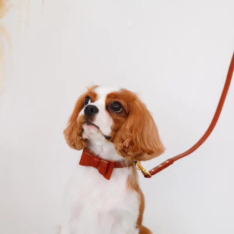 食べ物 パーカー - Professional Guide and Review