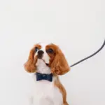 オーストレザーリボンカラー【名入れ彫刻対応】 - Image 7