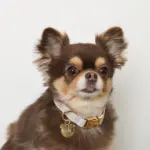 ギンガムチェックくまさんチャームカラー+リードSET【名入れ彫刻対応】 - Image 2