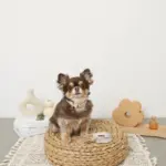 ギンガムチェックくまさんチャームカラー+リードSET【名入れ彫刻対応】 - Image 3