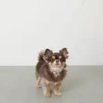 ギンガムチェックくまさんチャームカラー+リードSET【名入れ彫刻対応】 - Image 7