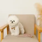 なみなみレザーリード - Image 5