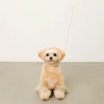 なみなみレザーリード - Image 9