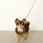 なみなみレザーリード - Image 10