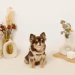 ナチュラルフラワーハーネス＋リードSET【名入れ刺繍対応】 - Image 2