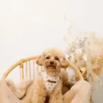 ナチュラルフラワーハーネス＋リードSET【名入れ刺繍対応】 - Image 4