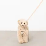 ナチュラルフラワーハーネス＋リードSET【名入れ刺繍対応】 - Image 6