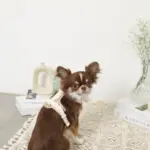 PUレザーテープハーネス+リードSET - Image 2