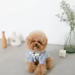 PUレザーテープハーネス+リードSET - Image 9