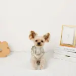 チューリップ柄ハーネス+リードSET【名入れ刺繍対応】 - Image 6