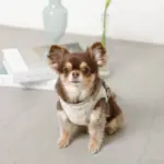 チューリップ柄ハーネス+リードSET【名入れ刺繍対応】 - Image 7