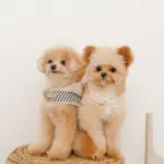 フード付きボーダーハーネス+リードSET【名入れ刺繍対応】 - Image 5