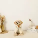 反射ほし柄ハーネス - Image 9