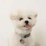 反射ほし柄バックルカラー【名入れ彫刻対応】 - Image 3