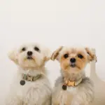 反射ほし柄バックルカラー【名入れ彫刻対応】 - Image 5