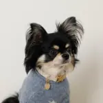 反射ほし柄バックルカラー【名入れ彫刻対応】 - Image 7