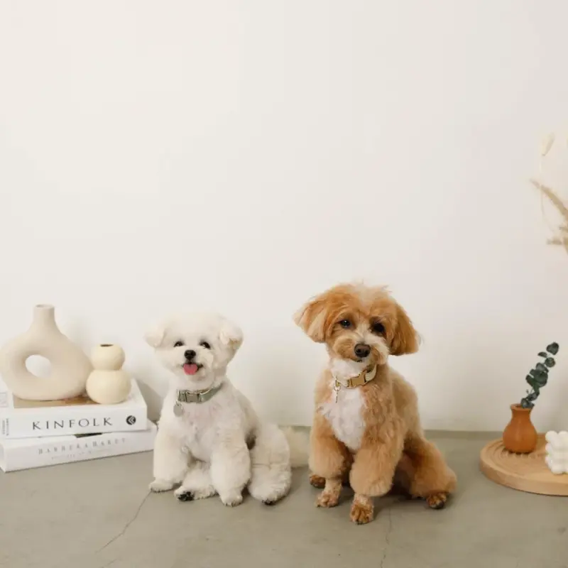 犬 用 カバン - Professional Guide and Review