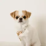 くまさんプリントバックルカラー＋リードSET【名入れ彫刻対応】 - Image 2