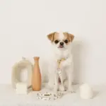 くまさんプリントバックルカラー＋リードSET【名入れ彫刻対応】 - Image 4