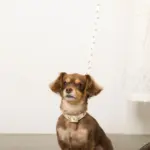 くまさんプリントバックルカラー＋リードSET【名入れ彫刻対応】 - Image 6