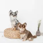 コードチョーカー - Image 3