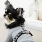 ギンガムチェックハーネス+リードSET【名入れ刺繍対応】 - Image 3