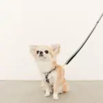 ギンガムチェックハーネス+リードSET【名入れ刺繍対応】 - Image 9