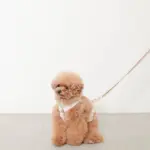 ギンガムチェックハーネス+リードSET【名入れ刺繍対応】 - Image 10