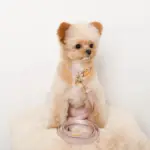 エコスエードカラー＋リードSET【名入れ彫刻対応】 - Image 3