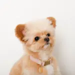 エコスエードカラー＋リードSET【名入れ彫刻対応】 - Image 4