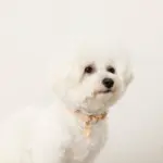 エコスエードカラー＋リードSET【名入れ彫刻対応】 - Image 7