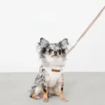 ボーダー冷感ハーネス＋リードSET【名入れ刺繍対応】 - Image 2