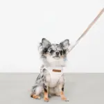 ボーダー冷感ハーネス＋リードSET【名入れ刺繍対応】 - Image 5